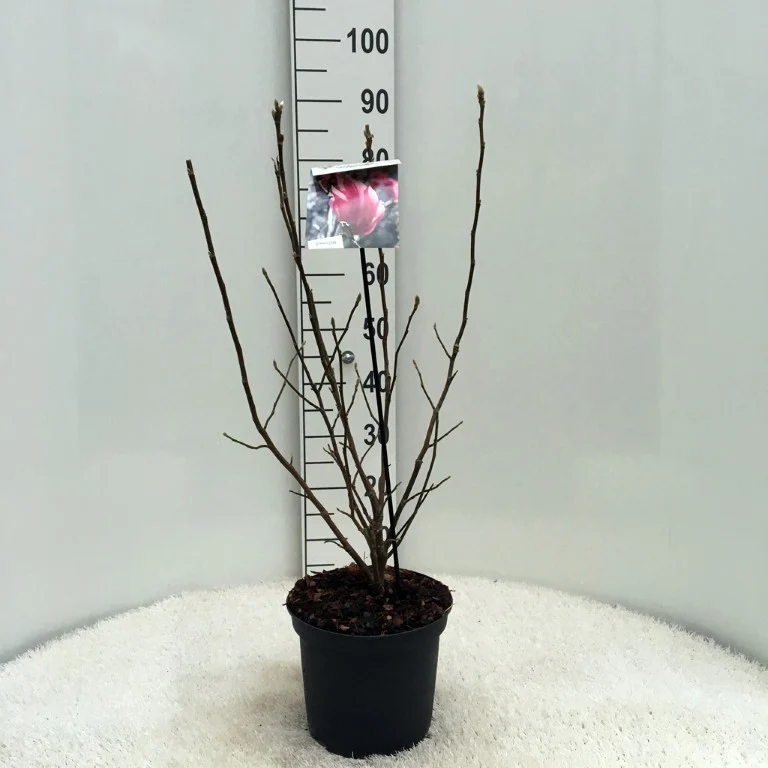 Magnolia 'Ricki' C5 (5 liters kruka) / 23 cm kruka 40-50 cm