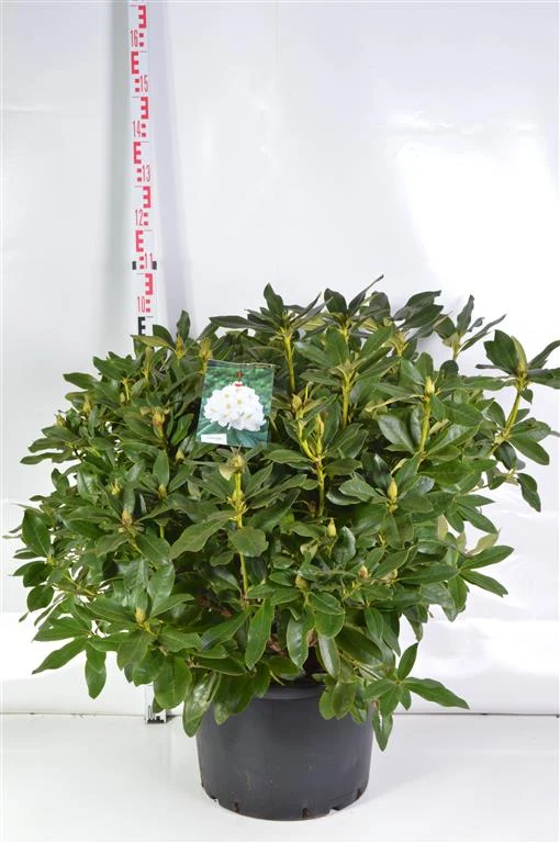 Rhododendron 'Cunningham's White' C40 (40 liters kruka) 80-90 cm