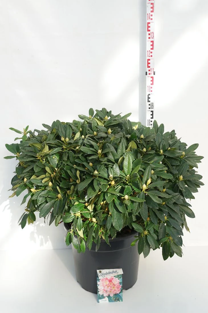 Rhododendron (Y) 'Percy Wiseman' C40 (40 liters kruka) 70-80 cm