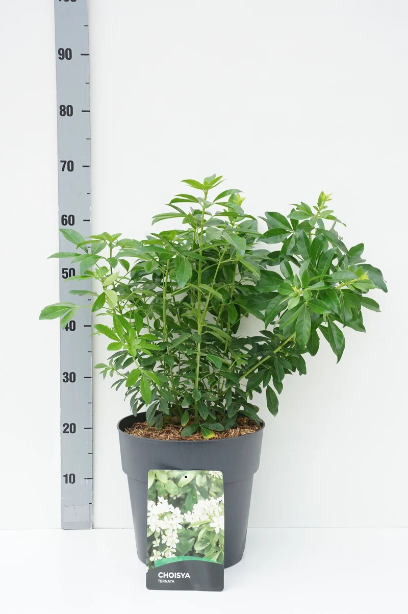 Rhododendron (AJ) 'Amoena' C80 (80 liters kruka) 60-80 cm