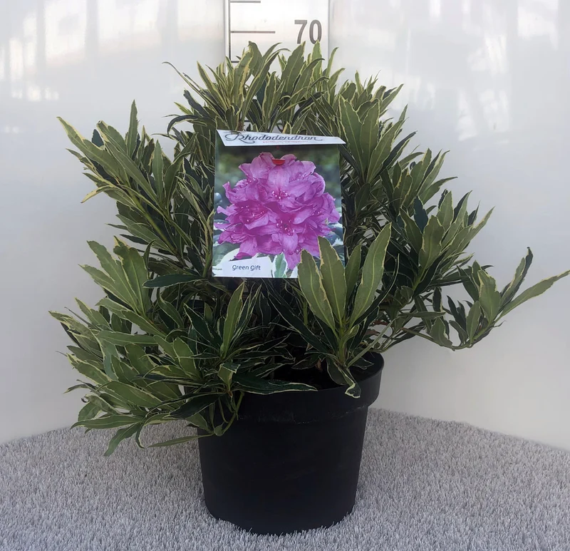 Rhododendron pont. 'Variegatum' C10 (10 liters kruka) 50-60 cm