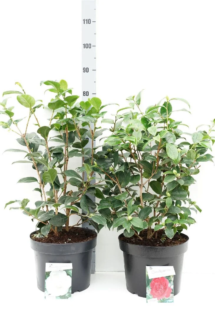 Rhododendron pont. 'Roseum' C10 (10 liters kruka) 40-50 cm
