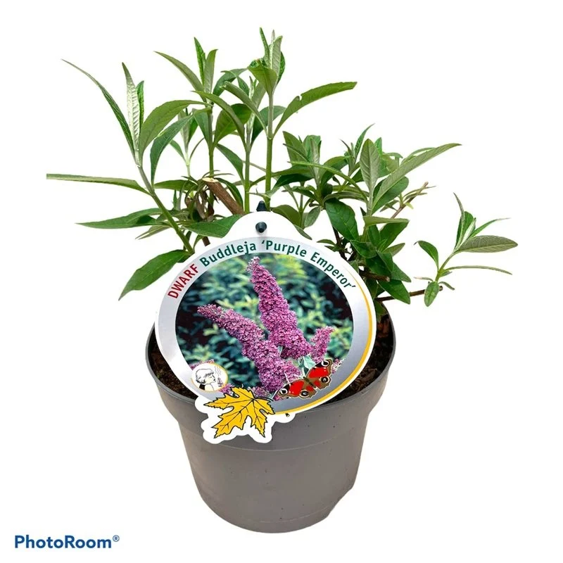 Buddleja d. 'Purple Emperor' C3 (3 liters kruka) / 19 cm kruka