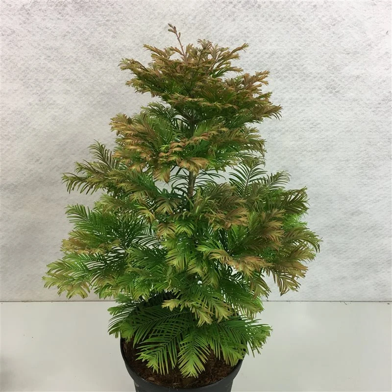 Metasequoia glypt. 'Daw.Tawny Fleece' C10 (10 liters kruka) 50-60 cm