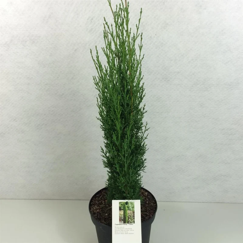 Cupressus semp. 'Totem' C3 (3 liters kruka) / 19 cm kruka 40-50 cm