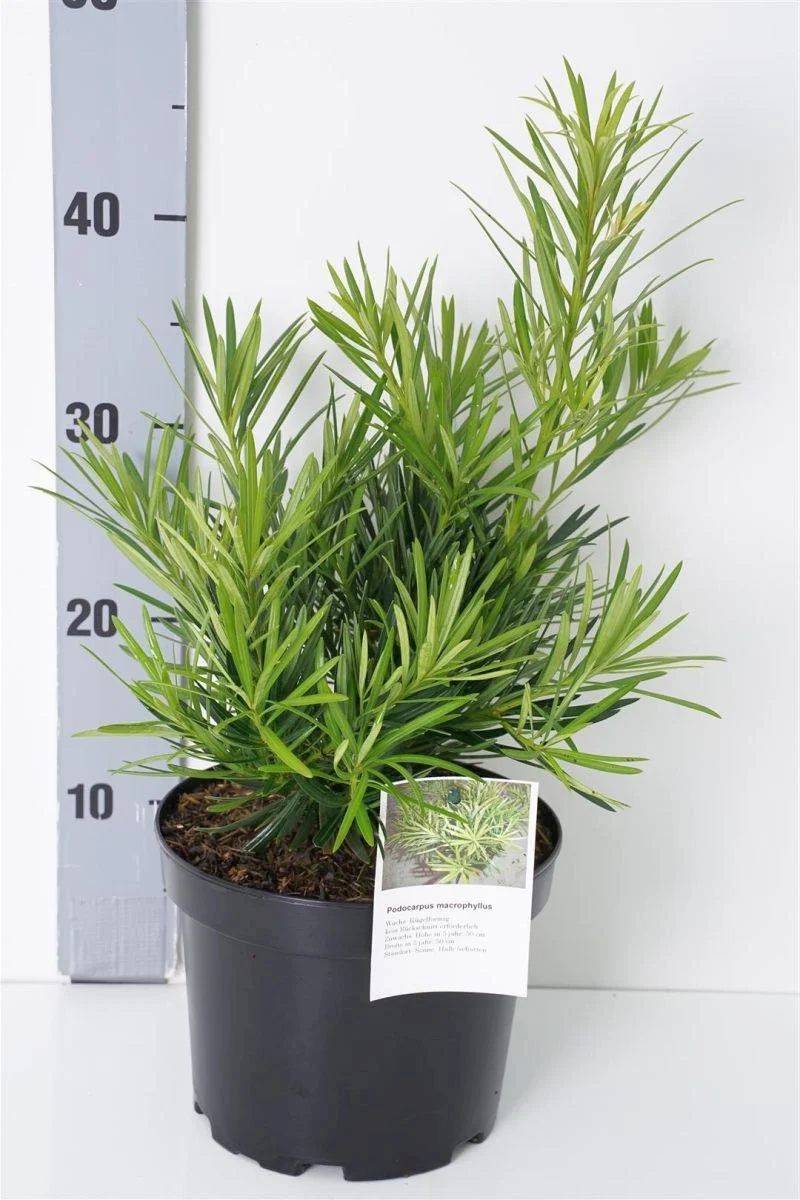 Podocarpus macrophyllus C3 (3 liters kruka) 25-30 cm