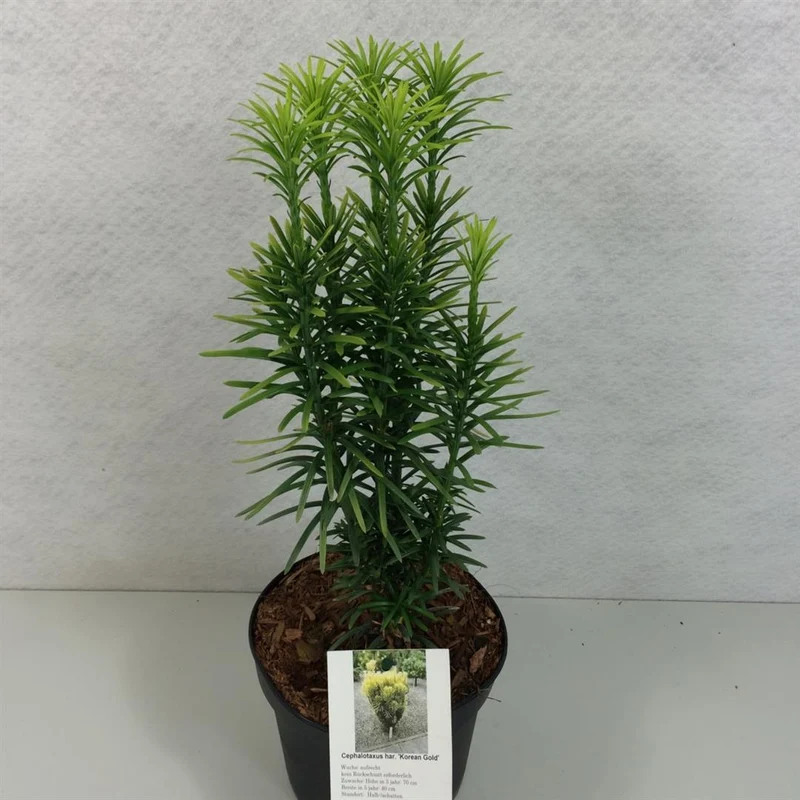 Cephalotaxus h. 'Korean Gold' C3 (3 liters kruka) / 19 cm kruka 30-40 cm