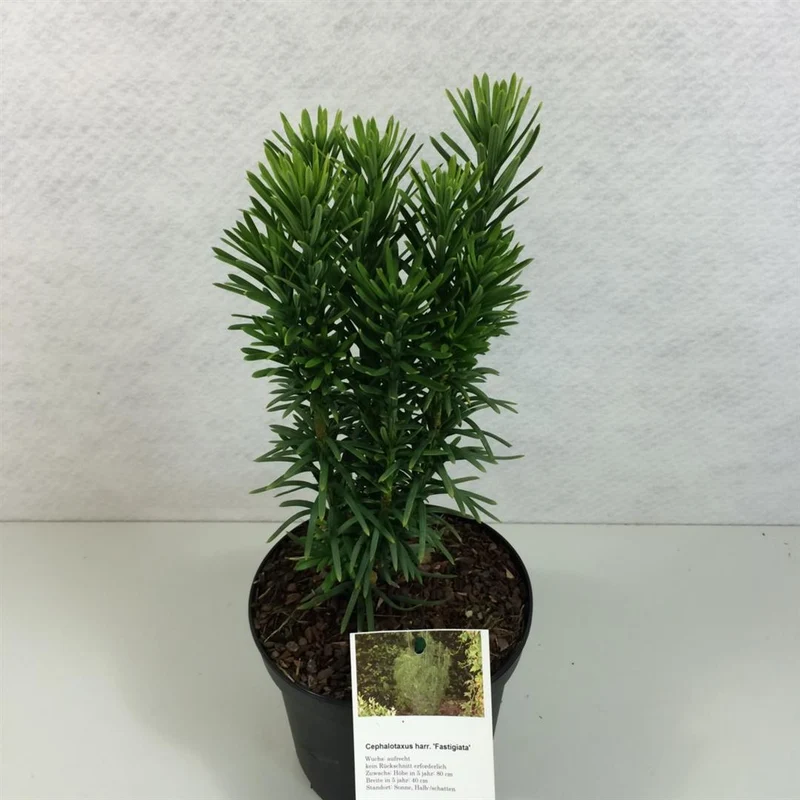 Cephalotaxus h. 'Fastigiata' C3 (3 liters kruka) 30-40 cm