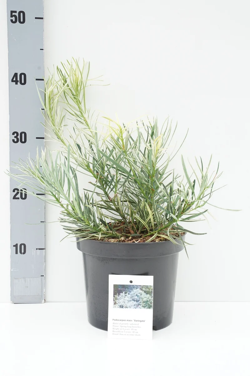 Podocarpus macrop. 'Variegata' C3 (3 liters kruka) 20-25 cm
