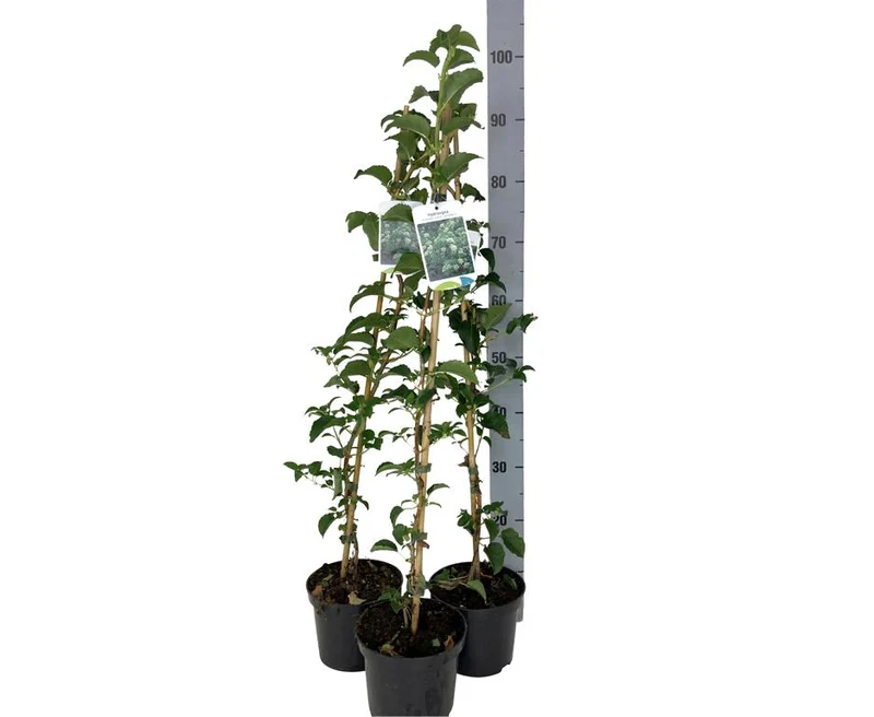Hydrangea anomala petiolaris C2 (2 liters kruka) 80-90 cm