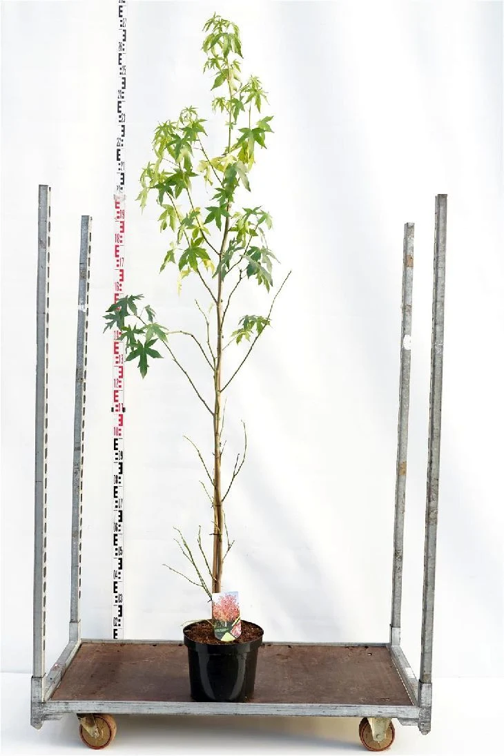 Liquidambar st. 'Worplesdon' C10 (10 liters kruka) 200-225 cm