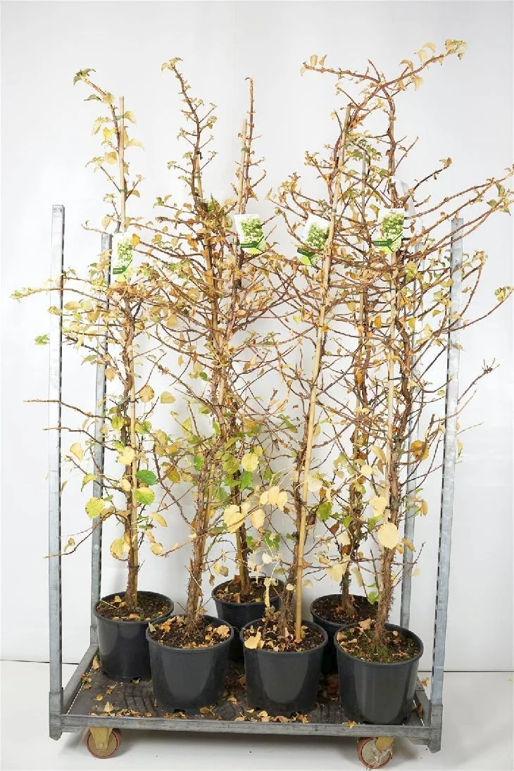 Hydrangea anomala petiolaris C15 (15 liters kruka) 200-225 cm