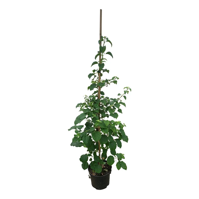 Hydrangea anomala petiolaris C5 (5 liters kruka) 125-150 cm