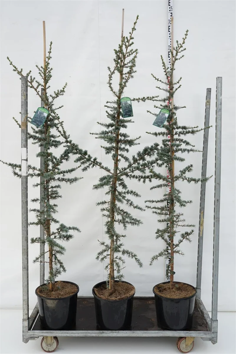 Cedrus lib. 'Glauca' C15 (15 liters kruka) 150-175 cm