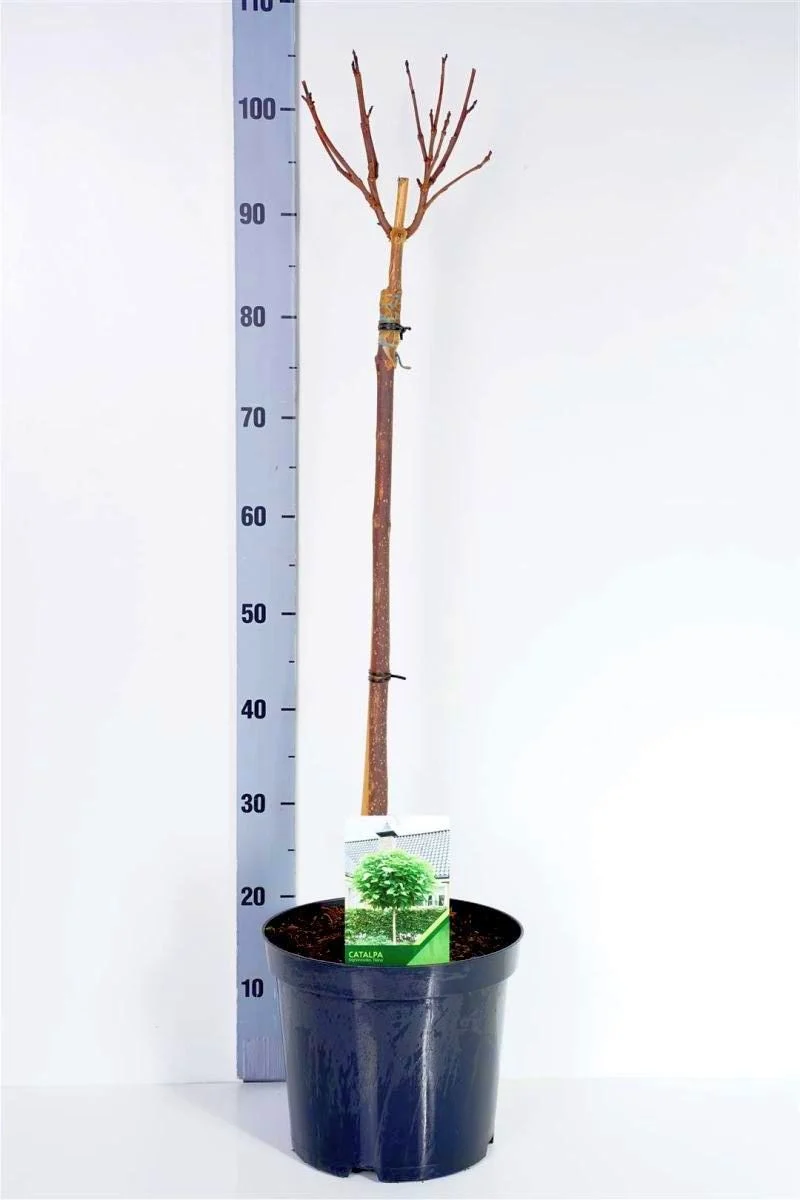 Catalpa bungei 60 cm stam C7,5 (7,5 liters kruka)