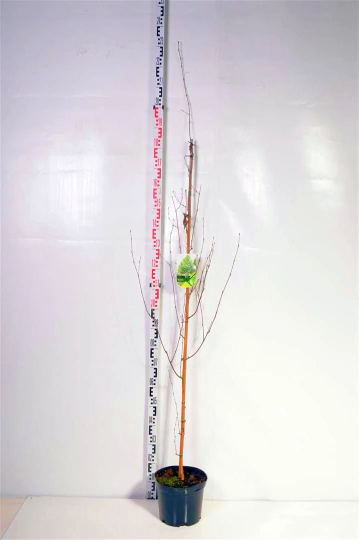 Betula ut. jacquemontii C7,5 (7,5 liters kruka) 175-200 cm