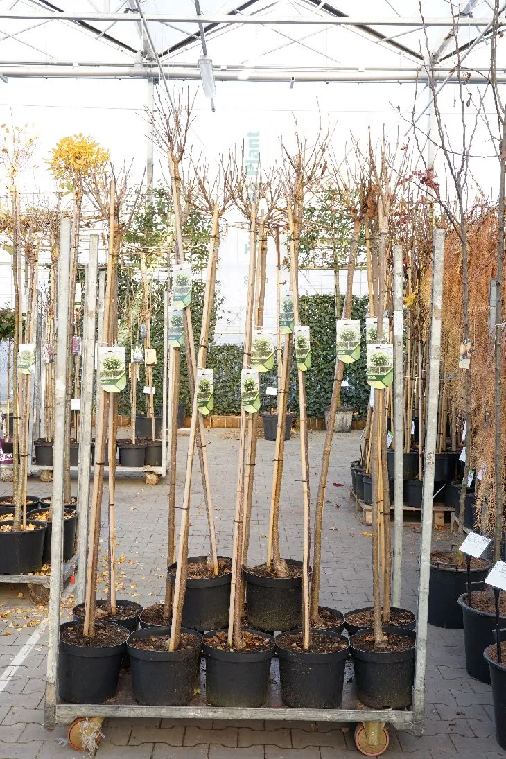 Catalpa bungei - Stam 180 cm, omfång 6-8 cm, C10 (10 liters kruka)