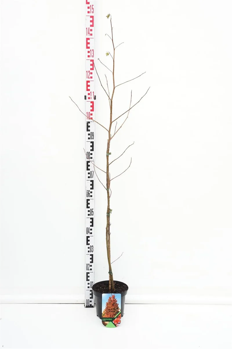 Liquidambar styraciflua 80-100 cm C3 (3 liters kruka) / 19 cm kruka