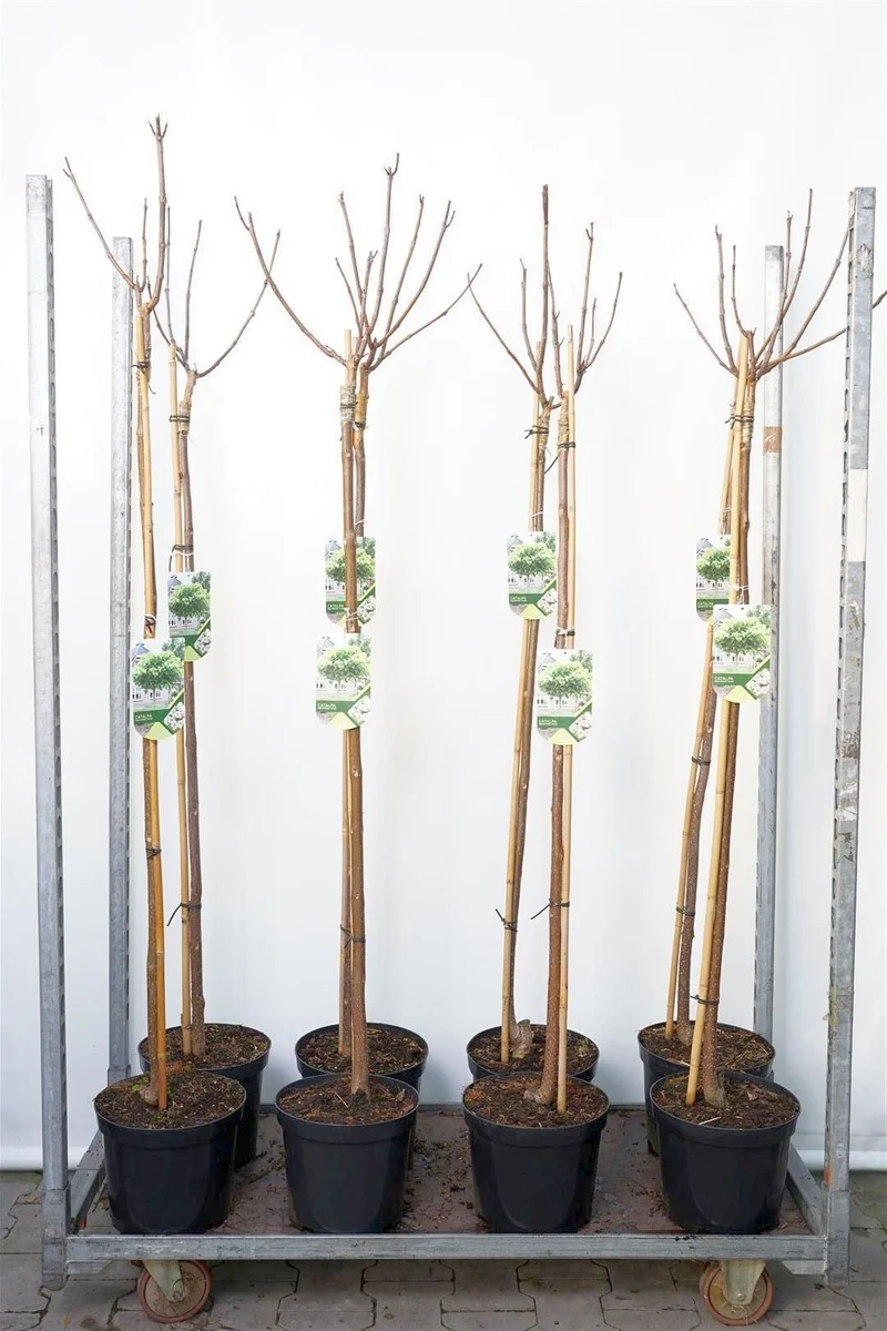 Catalpa bign. 'Aurea' 120 cm stam C7,5 (7,5 liters kruka)