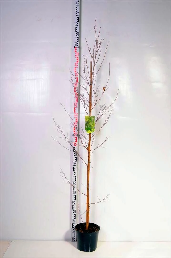 Betula pendula C7,5 (7,5 liters kruka) 175-200 cm