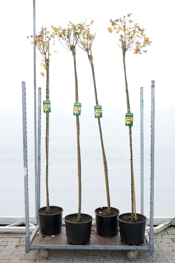 Acer pseud. 'Brilliantissimum' Stam 180 cm 6-8 cm C15 (15 liters kruka)