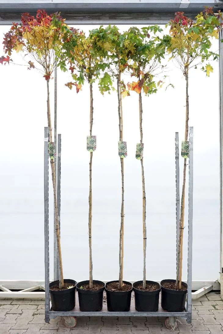 Liquidambar styraciflua 'Gum Ball' Stam 200 cm, stamomfång 6-8 cm, C10 (10 liters kruka)