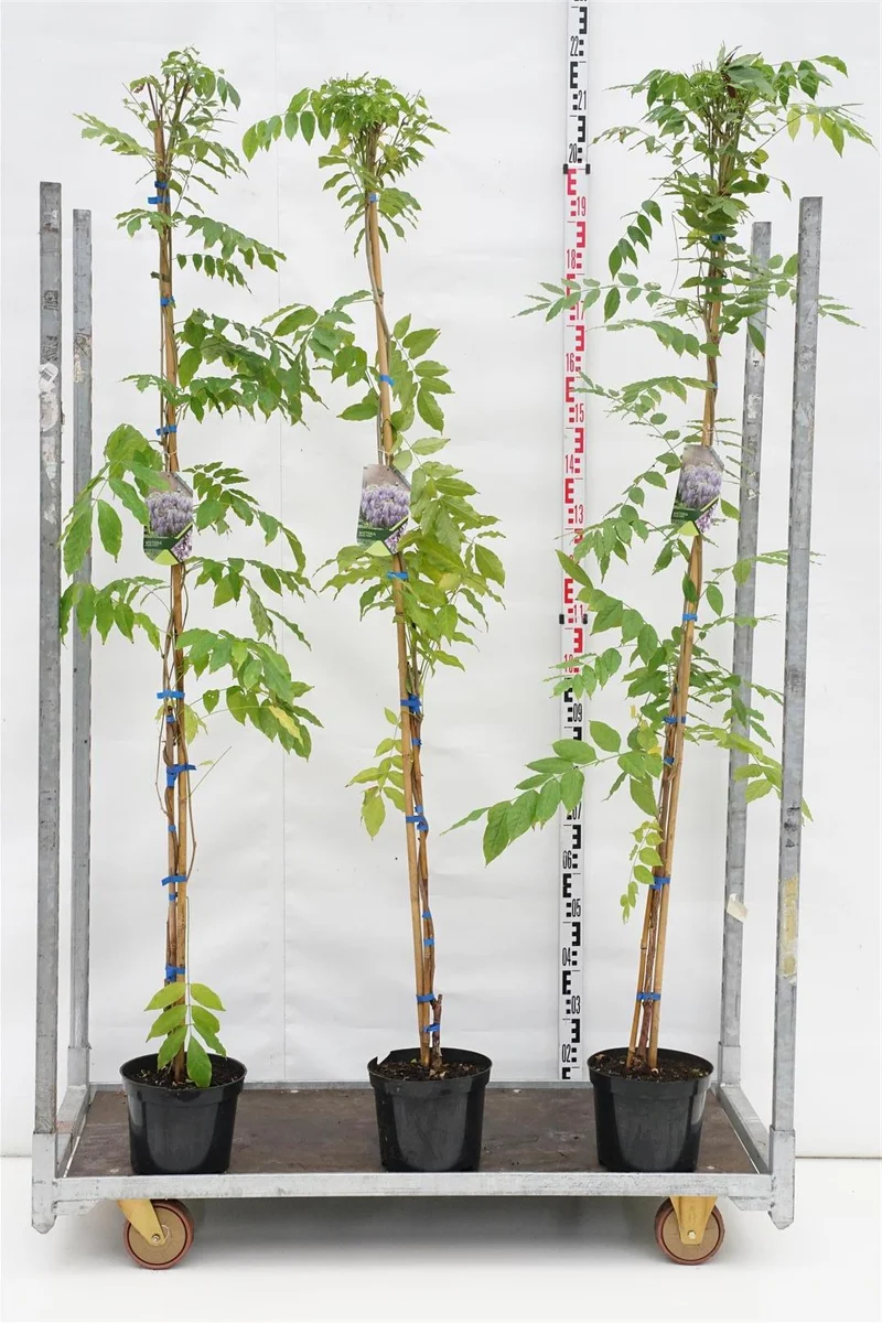 Wisteria sinensis 'Prolific' C5 (5 liters kruka) 175-200 cm