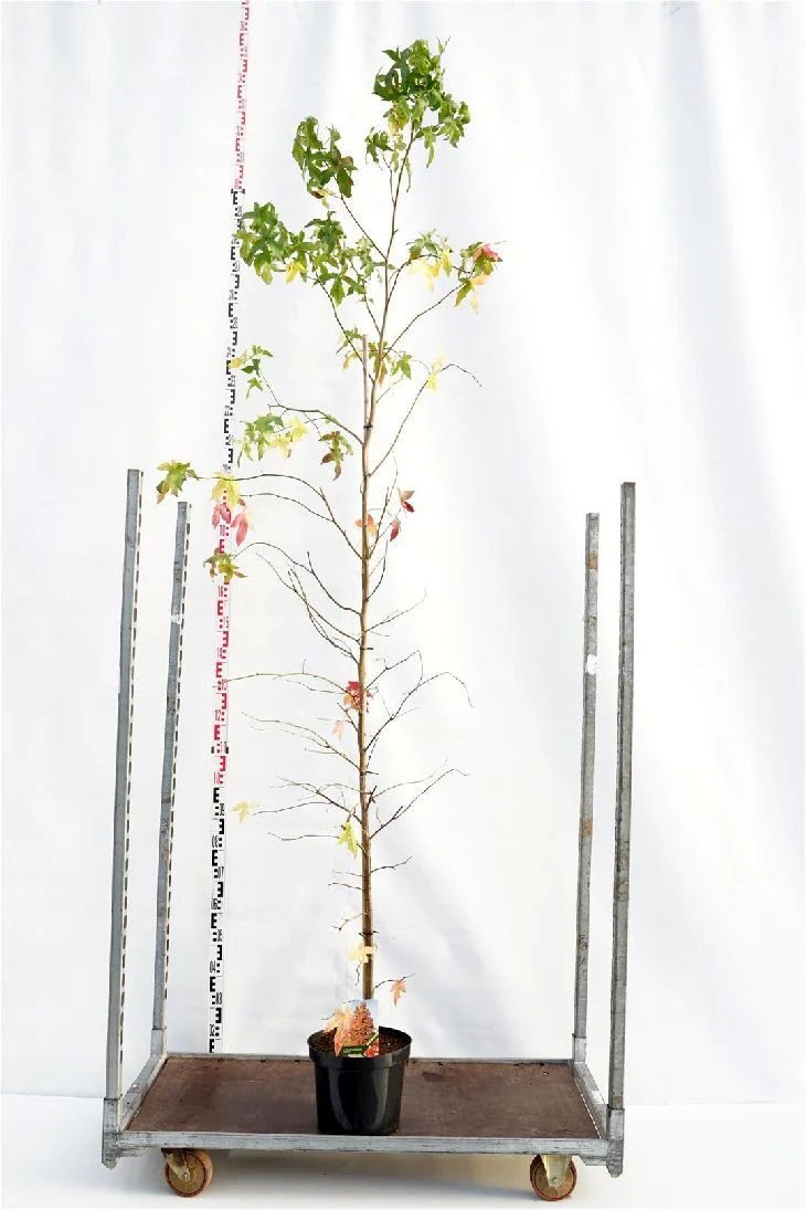 Liquidambar styraciflua C10 (10 liters kruka) 200-250 cm