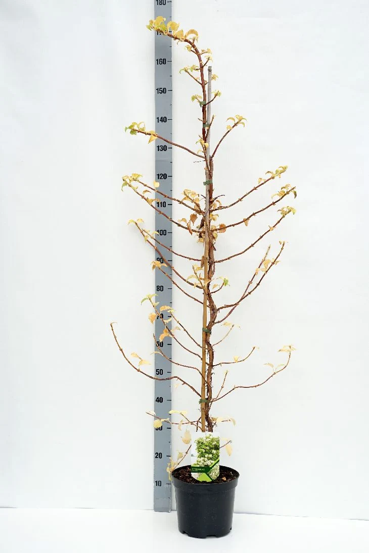 Hydrangea anomala petiolaris C5 (5 liters kruka) 150-175 cm