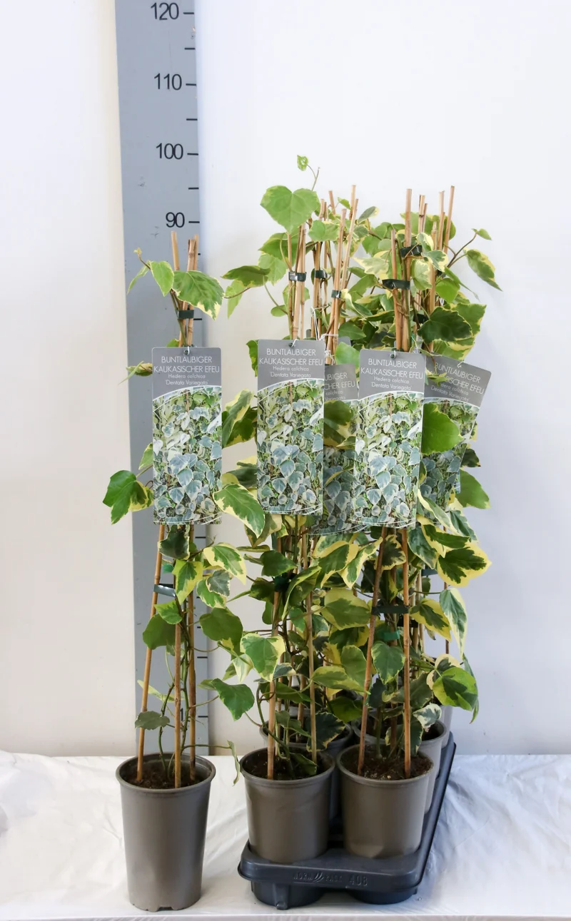 Hedera colchica 'Dentata Variegata' 60-100 cm, 17 cm kruka