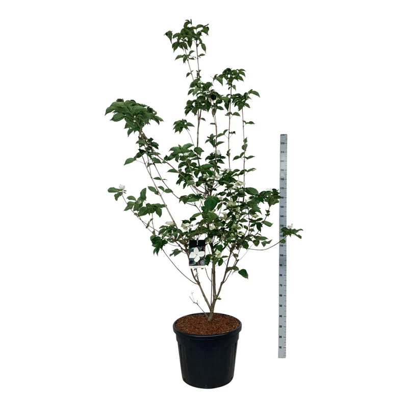 Cornus kousa 'Venus' 200-225 cm C90 (90 liters kruka) Extra