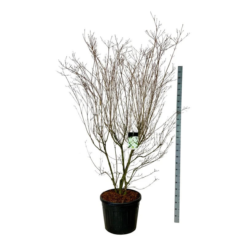 Cornus kousa 'Milky Way' C90 (90 liters kruka) 200-225 cm EXTRA