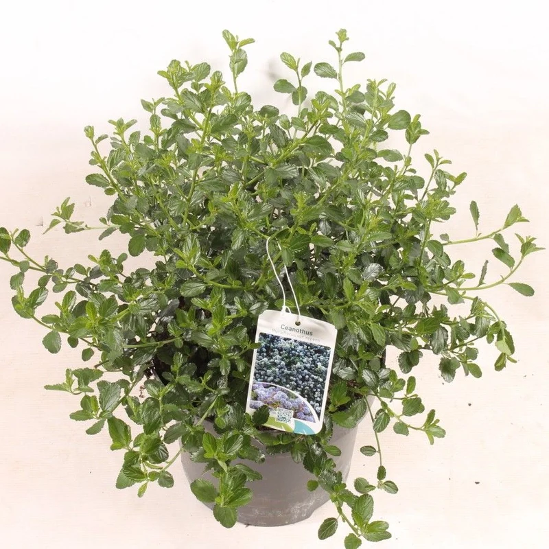 Ceanothus thyrs. repens C5 (5 liters kruka) 30-40 cm