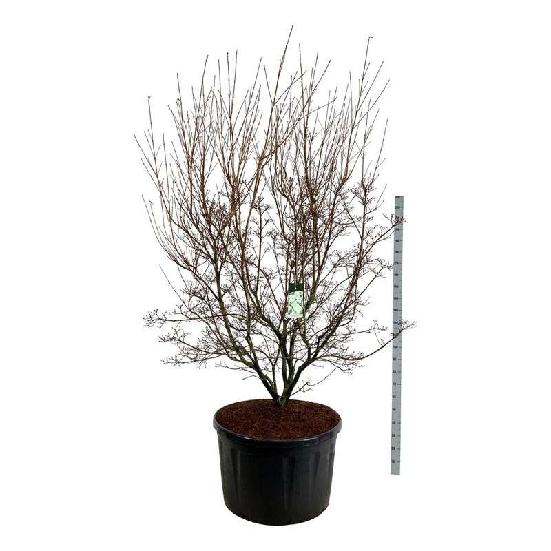 Cornus kousa 'Milky Way' C285 (285 liters kruka) 225-250 cm solitär