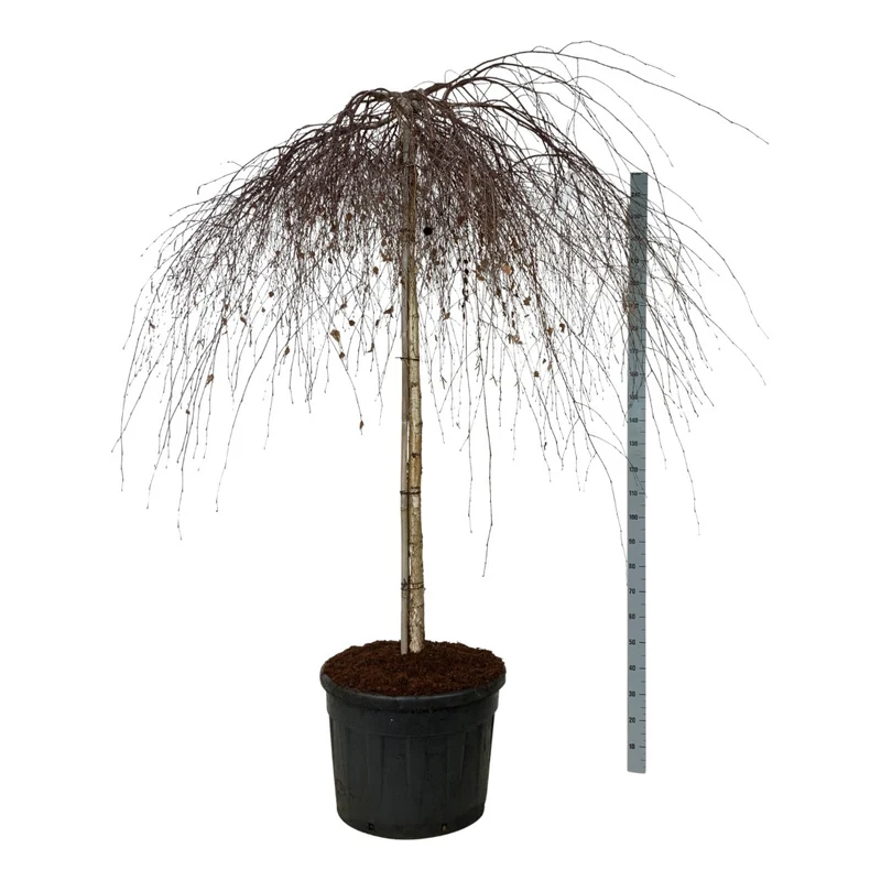 Betula p. 'Youngii' 180 cm stam C130 (130 liters kruka) Extra
