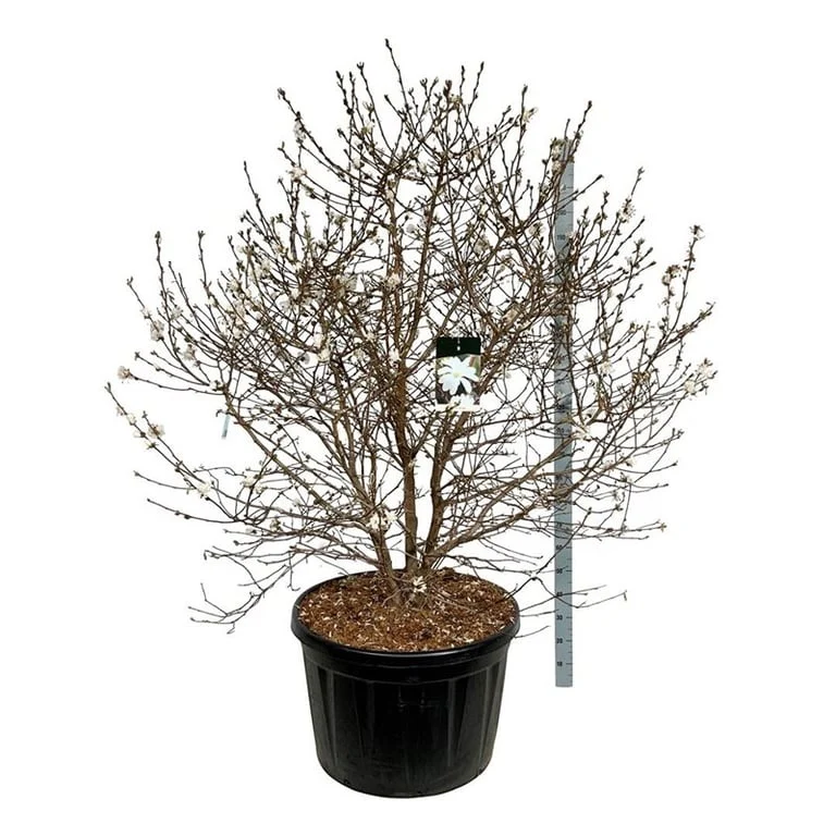 Magnolia stellata 175-200 cm C230 (230 liters kruka) Solitär