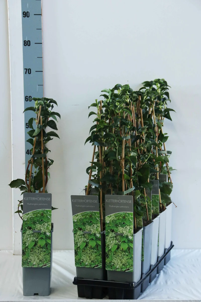 Hydrangea anomala petiolaris C2 (2 liters kruka) / 17 cm kruka 40-60 cm, 3 käppar