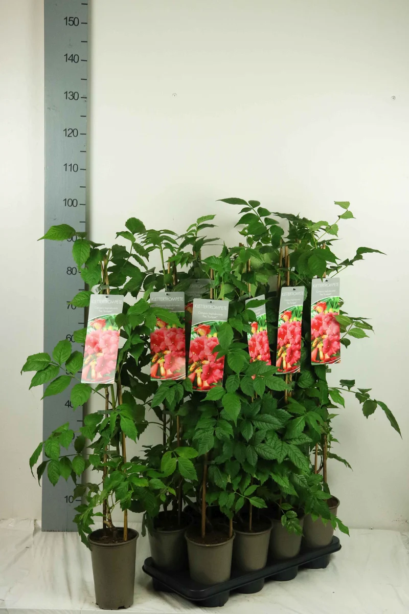 Campsis x tagliabuana 'Summer Jazz Fire' 17 cm kruka 60-100 cm