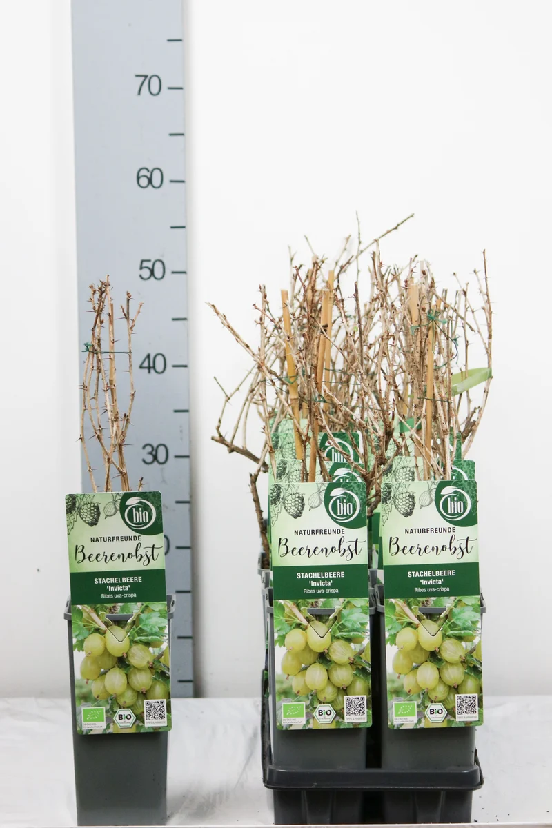 Ribes uva-crispa 'Invicta' C2 (2 liters kruka) 30-35 cm