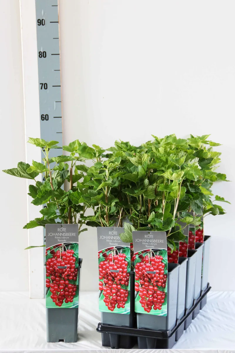 Röda vinbär Ribes r. 'Rovada' 30-40 cm C2 (2 liters kruka)
