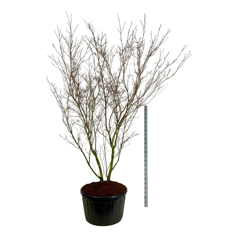 Cornus kousa 'China Girl' 250-300 cm C285 (285 liters kruka) Solitär