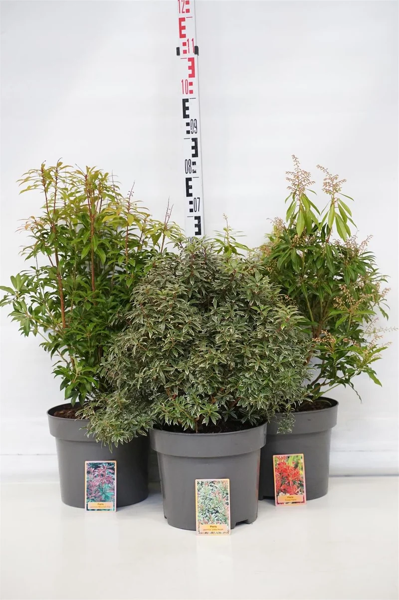 Pieris i sorter C10 (10 liters kruka) 40-50 cm