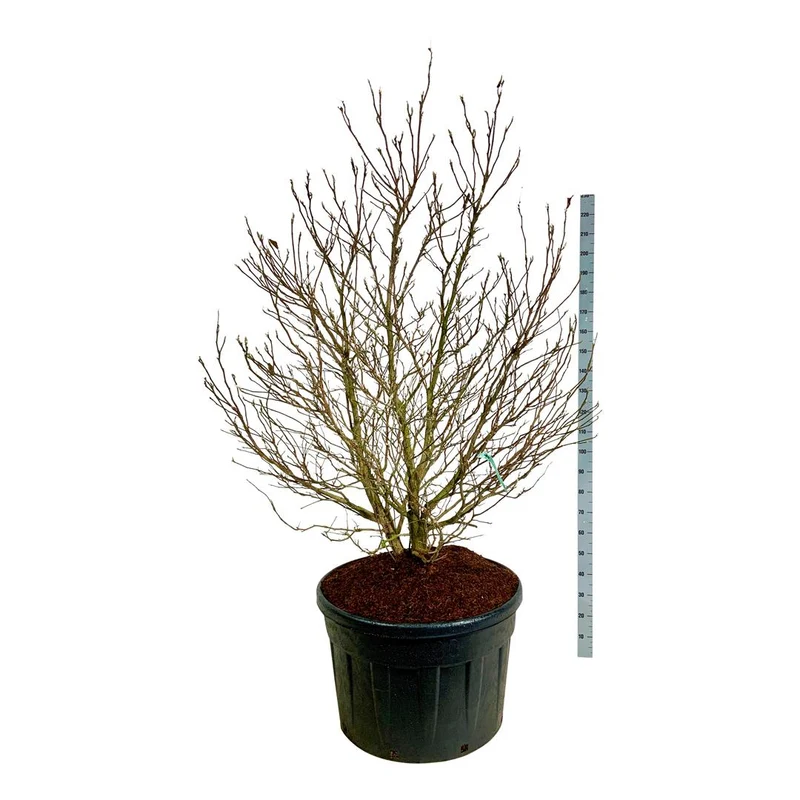 Magnolia 'Susan' C230 (230 liters kruka) 175-200 cm Solitär