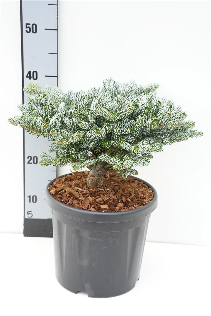 Abies koreana 'Kohout's Icebreaker' C7,5 (7,5 liters kruka) 30+ cm