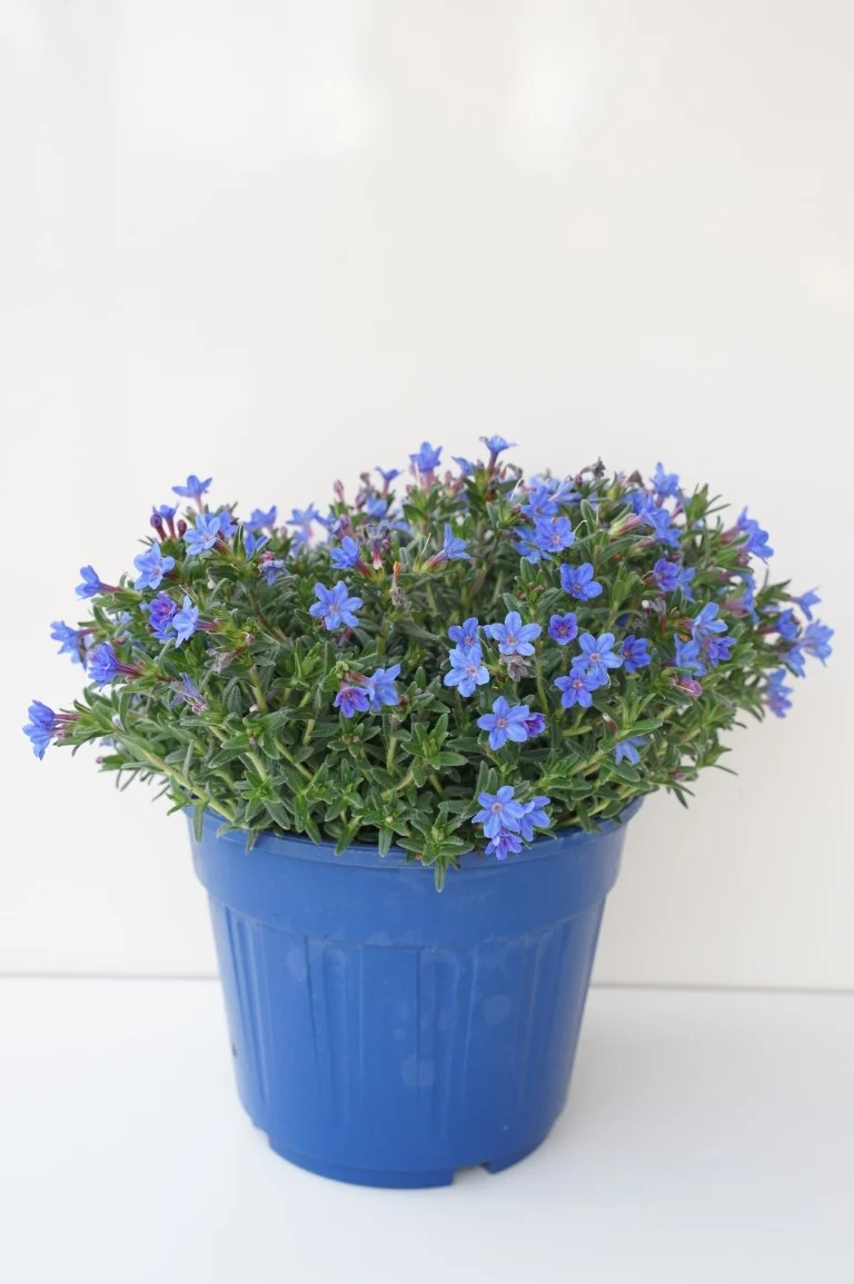 Lithodora d. 'Heavenly Blue' C2,5 (2,5 liters kruka / 18 cm kruka)