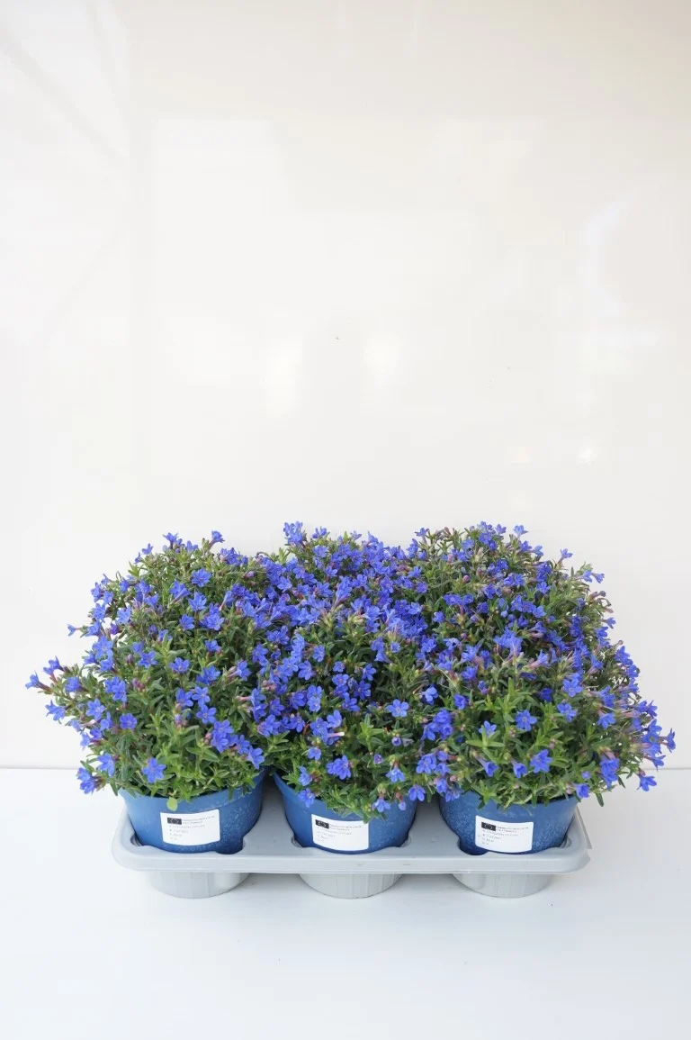 Lithodora d. 'Heavenly Blue' C1,5 (1,5 liters kruka)