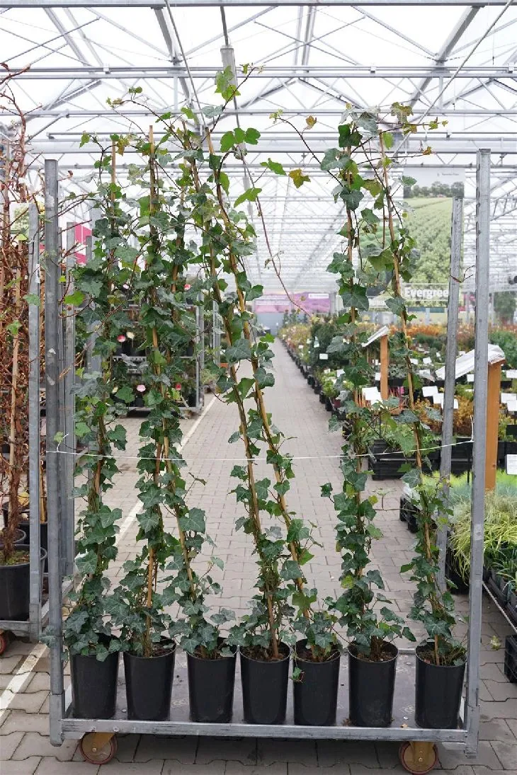 Hedera hibernica 150-175 cm, C4 (4 liters kruka)