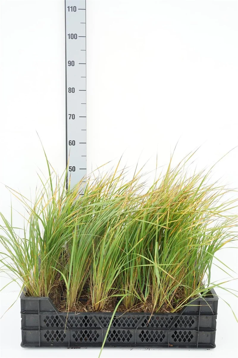 Calamagrostis brachytricha - 9 cm kruka