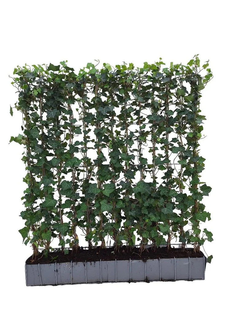 Hedera hibernica färdig häck TAKE AWAY 120x120 cm