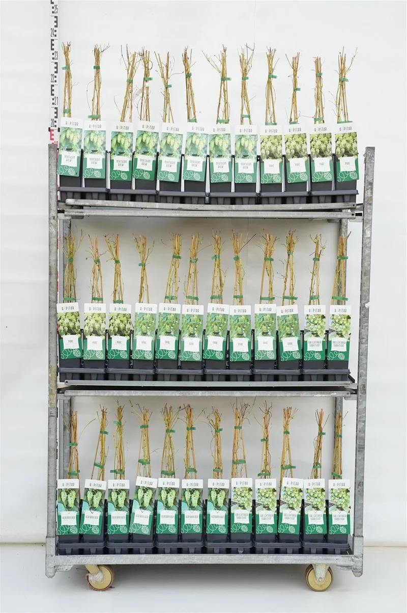Humulus i sorter C2 (2 liters kruka) / 17 cm kruka 40-60 cm
